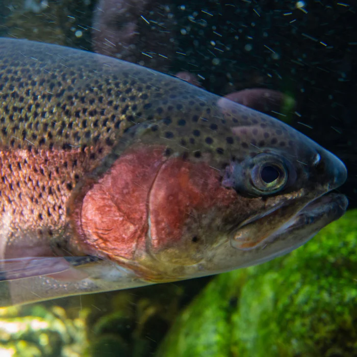 Fish Facts: A Guide to Trout - Acme Smoked Fish