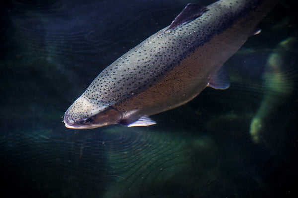 farm-raised salmon