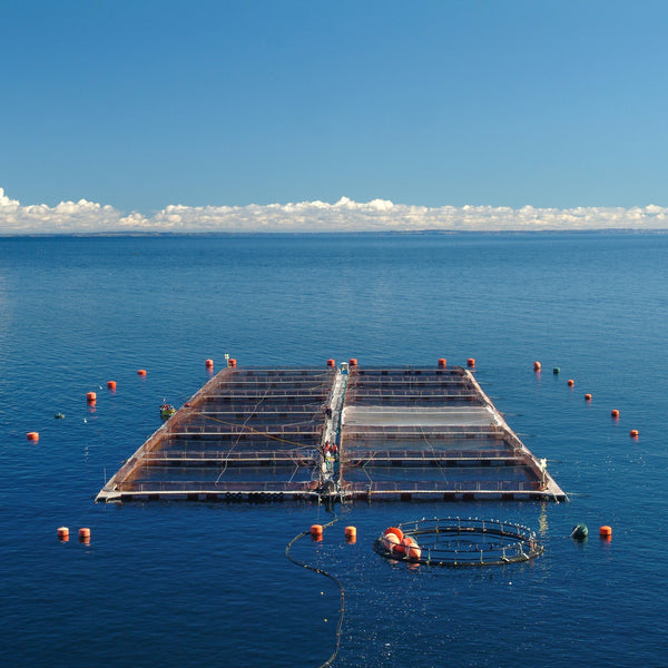 salmon farm in chile