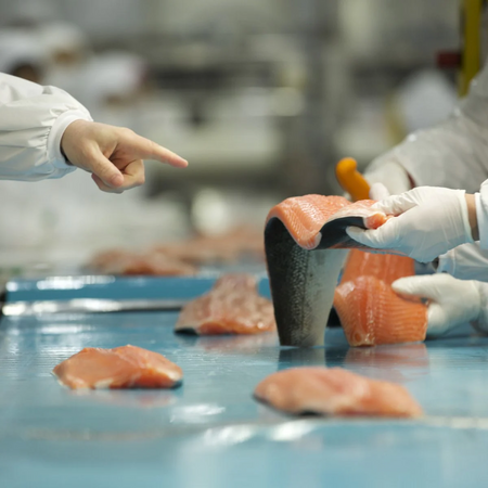 salmon production line