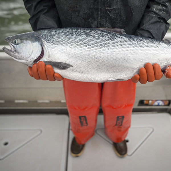 fisherman holding wild salmon in Alaska